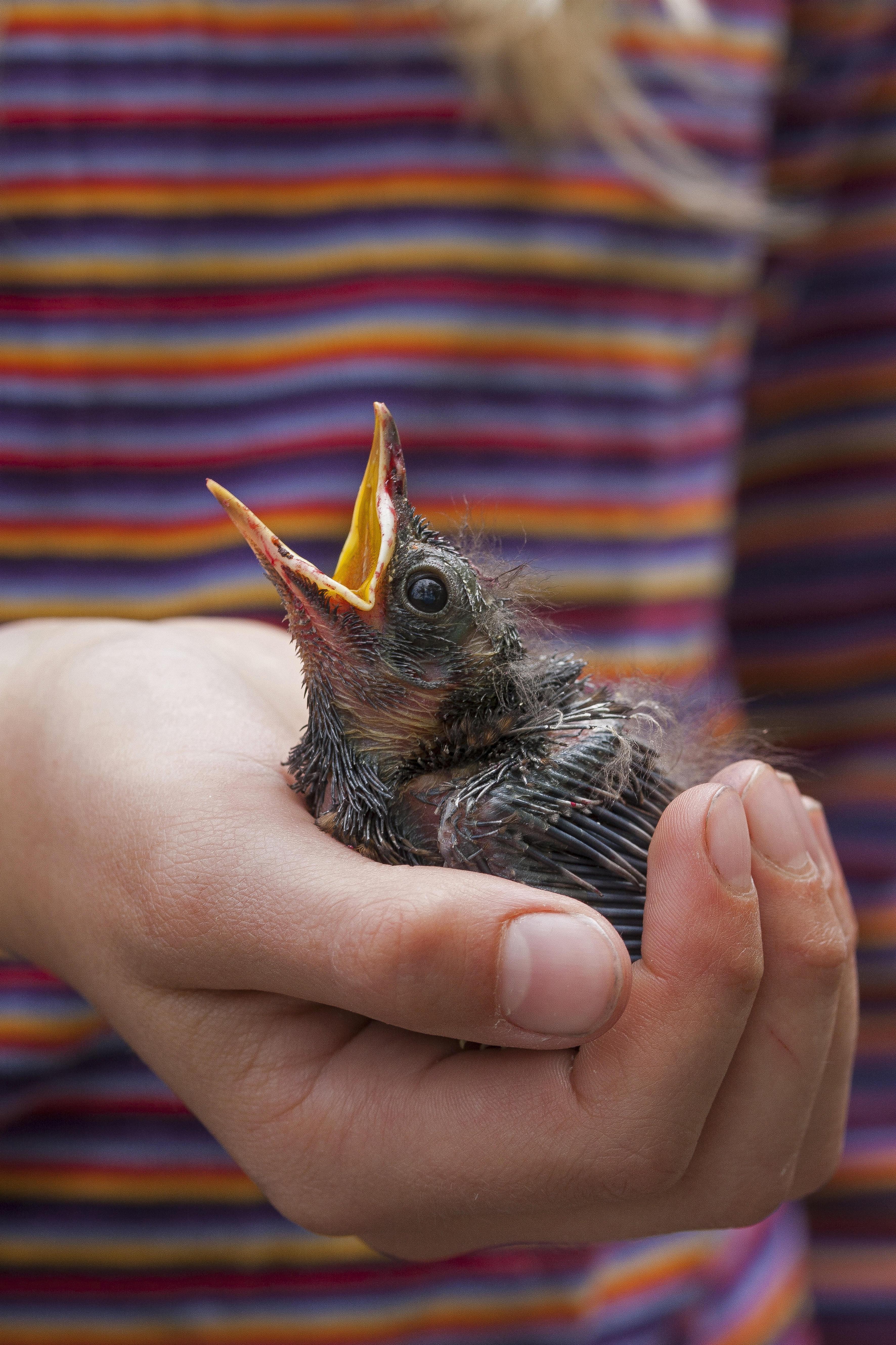 Jungvogel Gefunden: Wann Sollte Man "verwaisten" Vögeln Helfen? | BR24