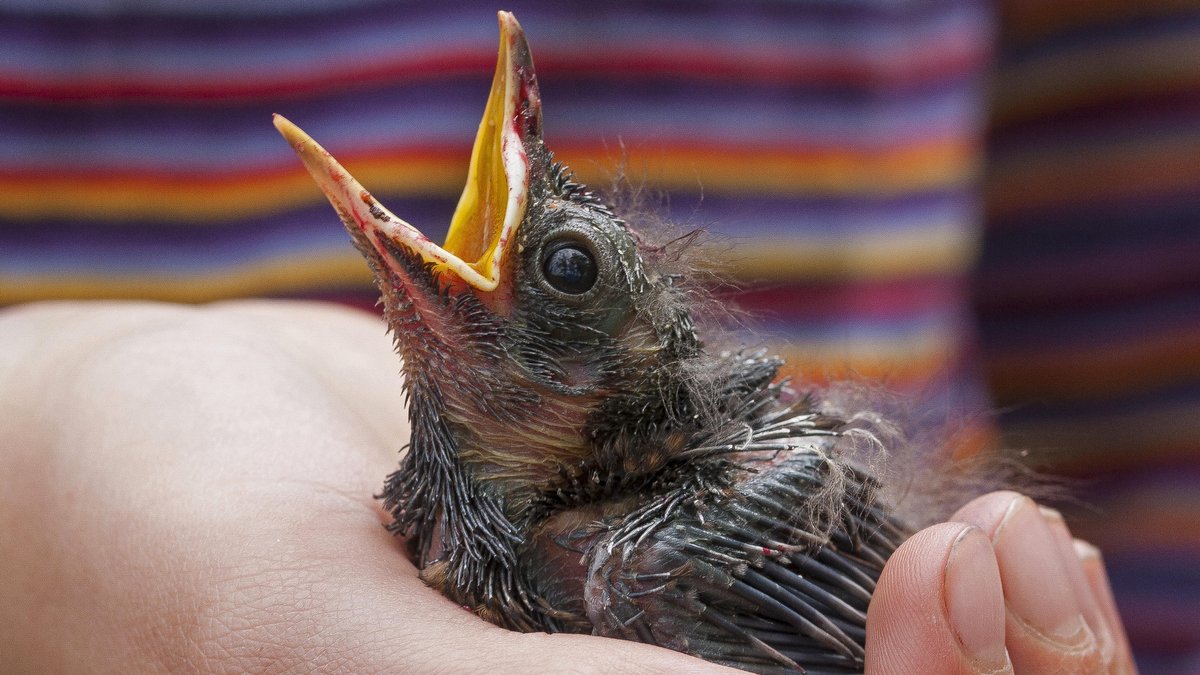 Jungvogel gefunden: Wann sollte man "verwaisten" Vögeln helfen?