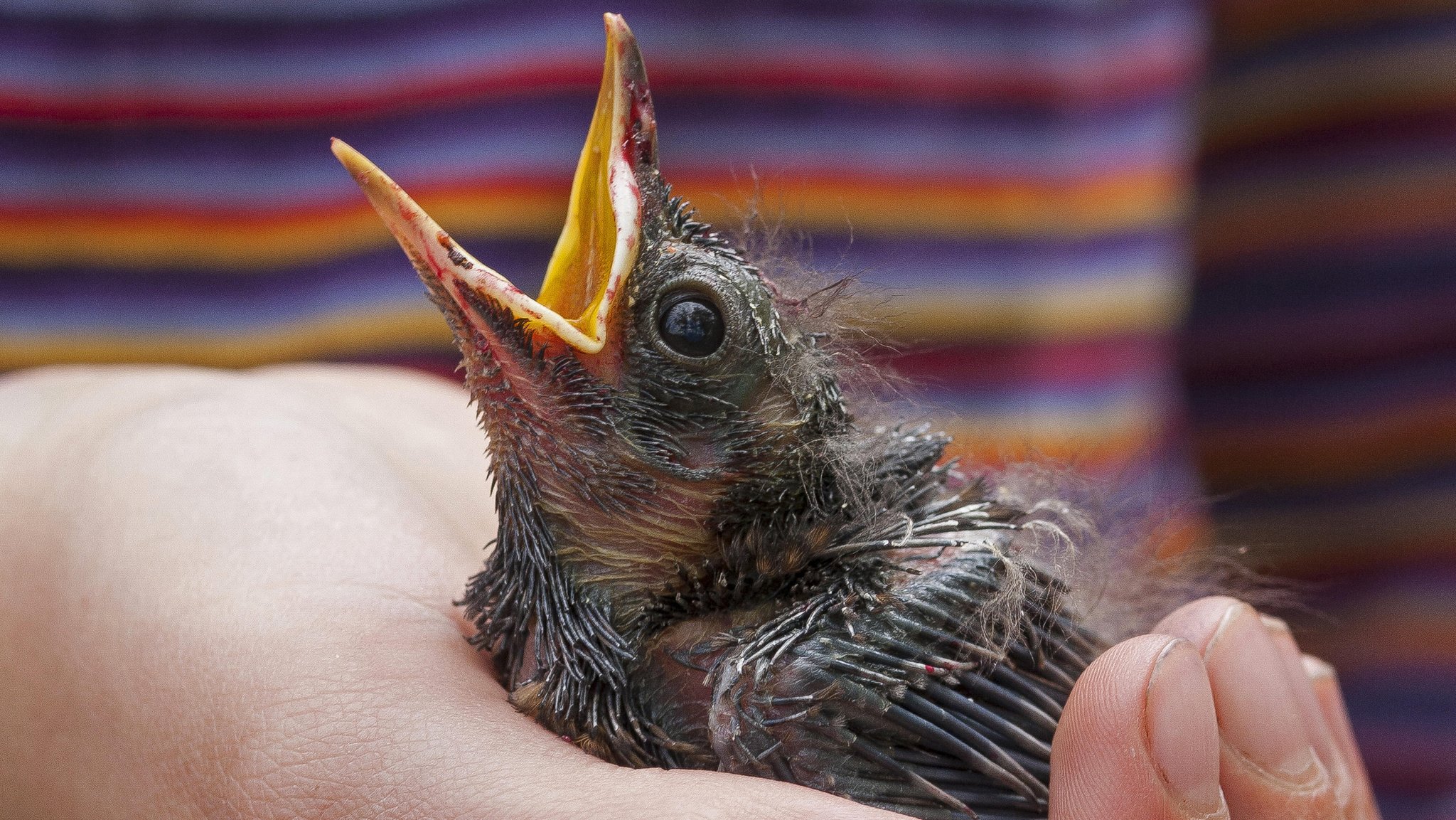 Jungvogel (Amsel) sperrt den Schnabel auf und sitzt in einer Hand.