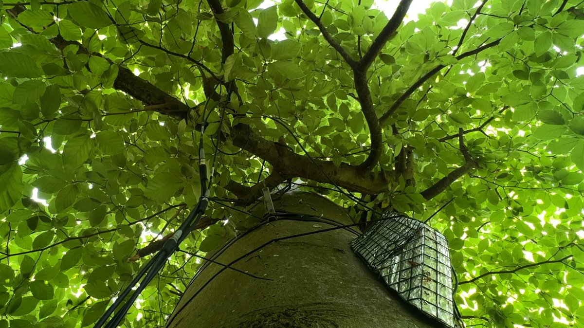 "Sprechender" Baum in Augsburg: Fakten statt Märchen