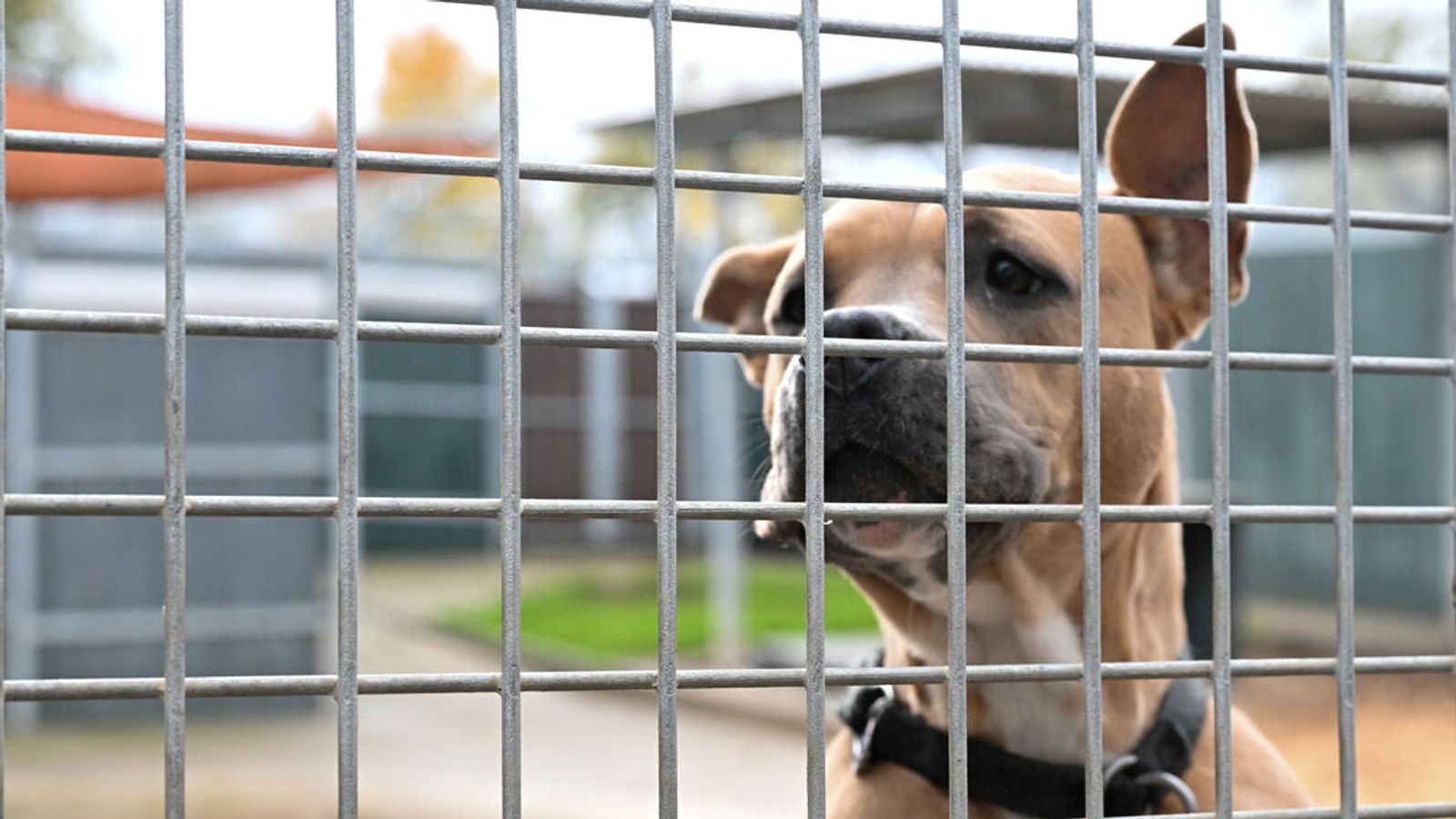 Animals from catastrophic husbandry now in animal shelters - World Today News Animals from catastrophic husbandry now in animal shelters - World Today News