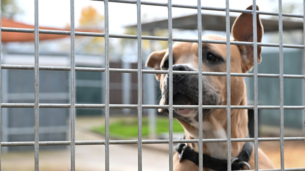 Ein Hund schaut in einem Freigehege im Tierheim auf die Besucher.