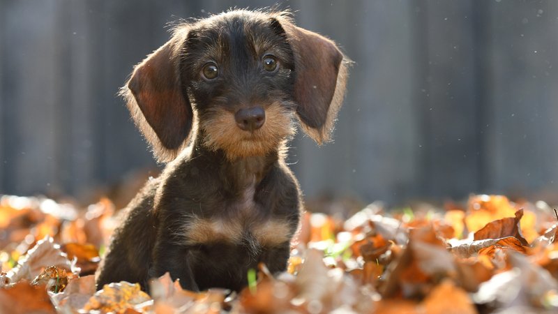 Ein Rauhhaardackel. | Bild: picture alliance / blickwinkel/D. Maehrmann | D. Maehrmann Ein Rauhhaardackel.