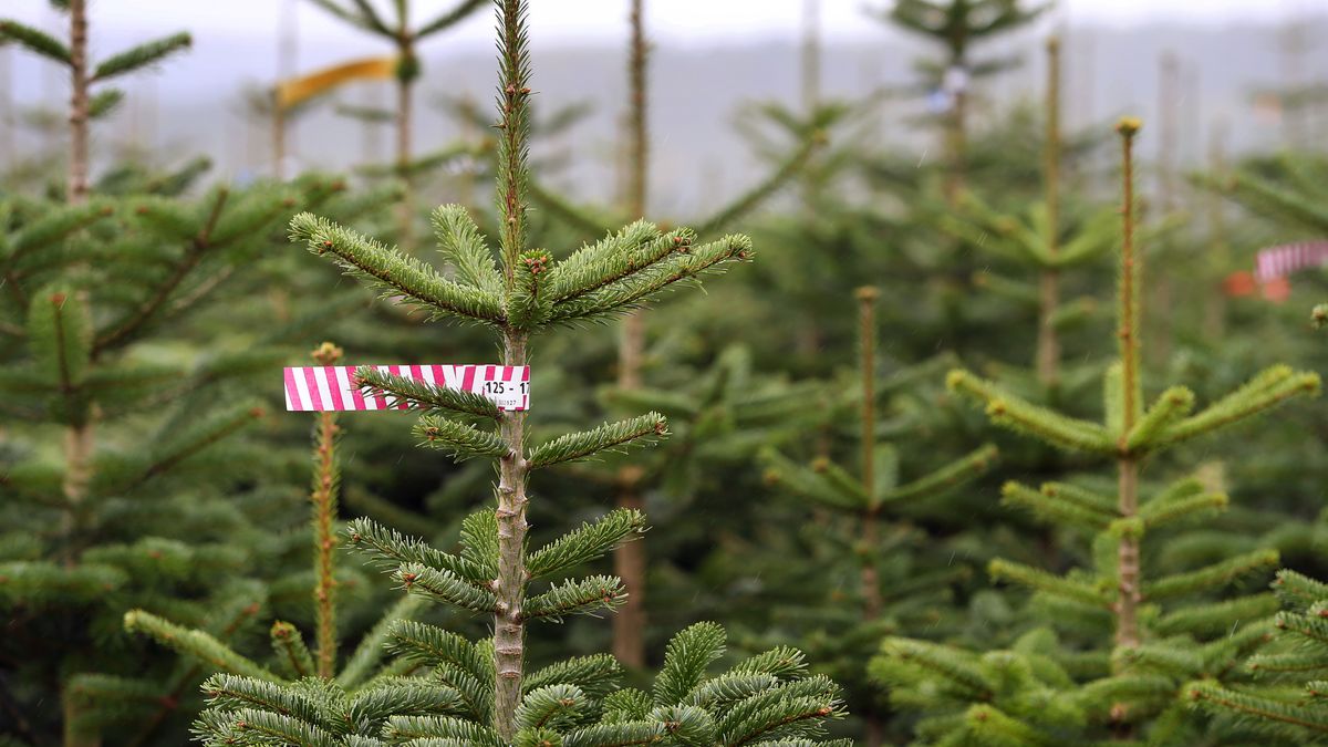 Polizei Erwischt Dieb Mit Christbaum Auf Anhanger Br24