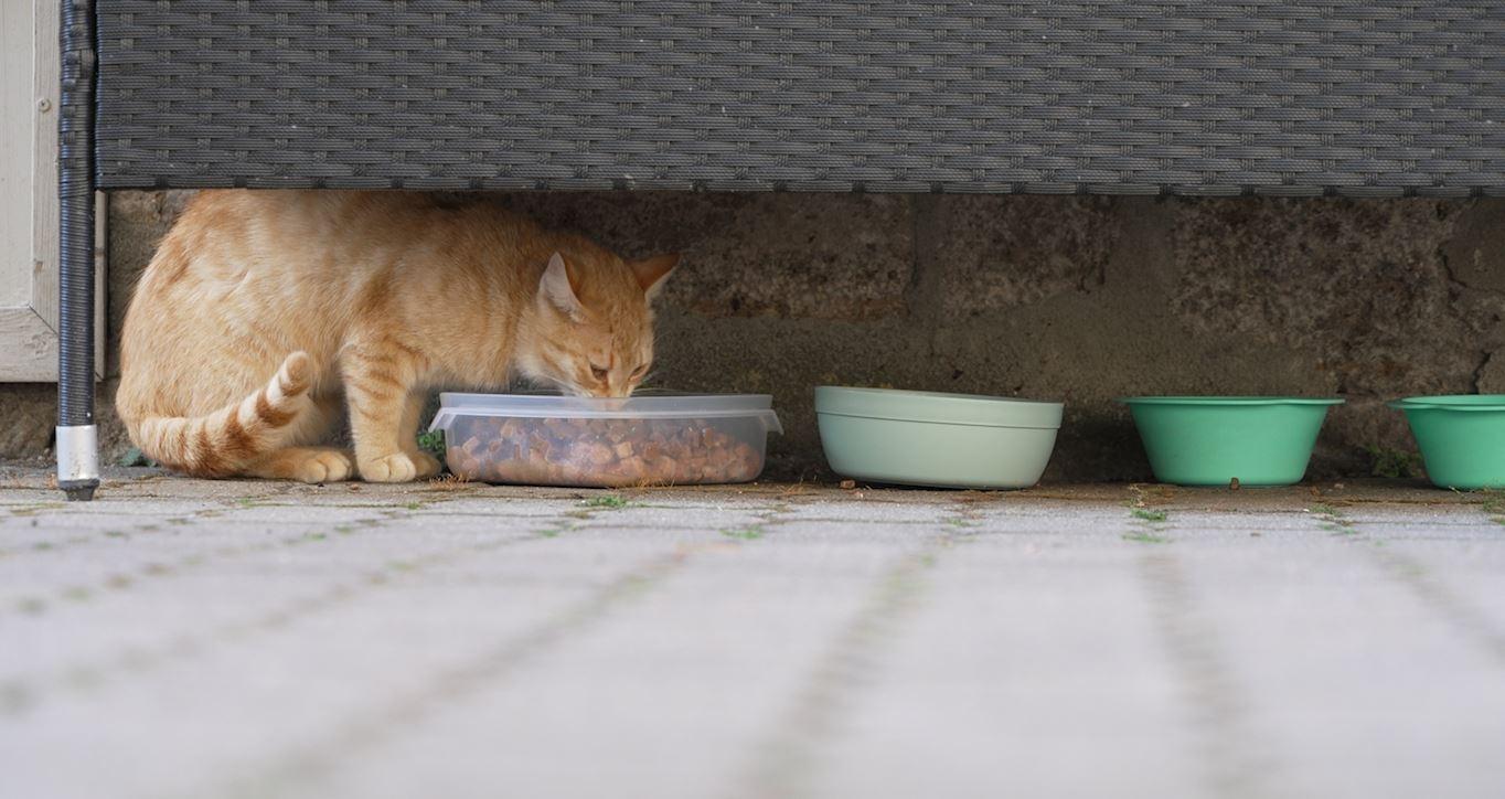 Eine Streunerkatze an der Futterstelle von Tanja Perry.