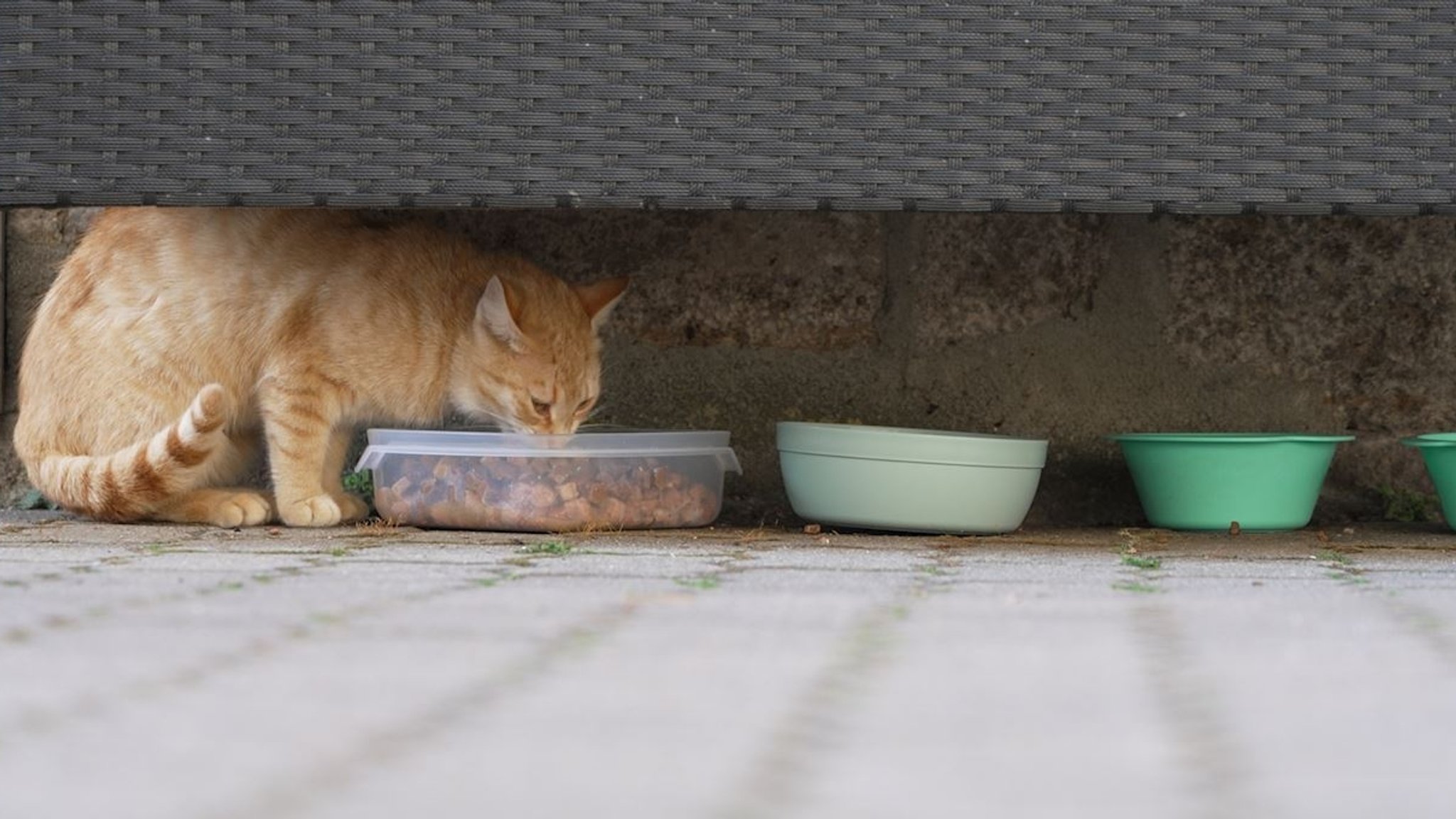 Eine Streunerkatze an der Futterstelle von Tanja Perry.