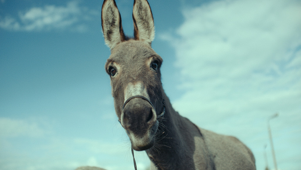 Der Hauptdarsteller in Jerzy Skolimowskis "Eo": ein Esel. | Bild: Rapid Eye Movies Der Hauptdarsteller in Jerzy Skolimowskis "Eo": ein Esel.