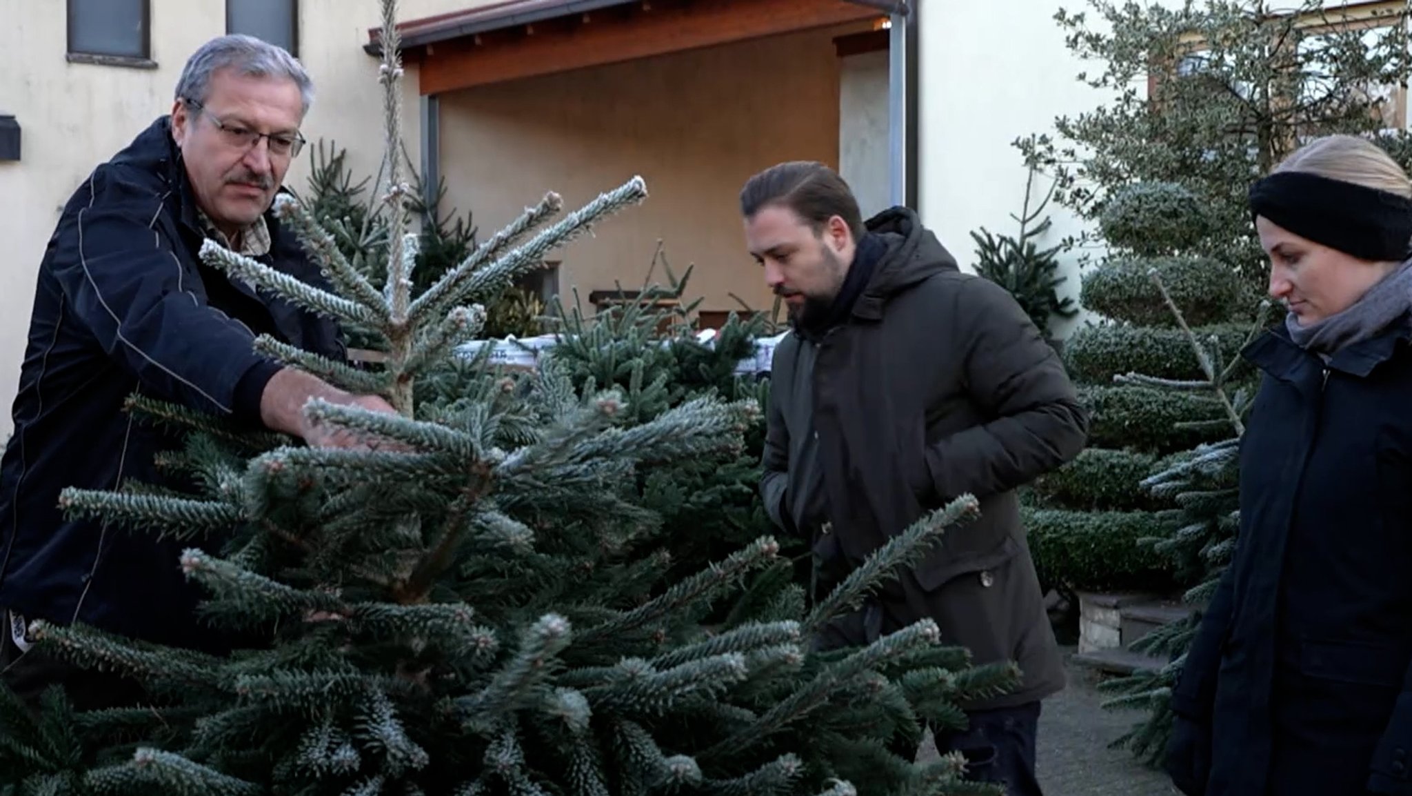 Drei Menschen begutachten einen Weihnachtsbaum