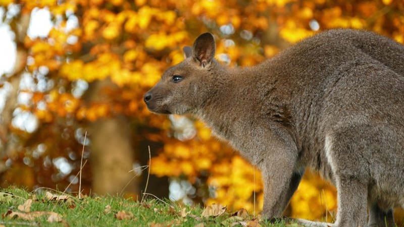 Ein Känguru läuft über eine Wiese, im Hintergrund Bäume.