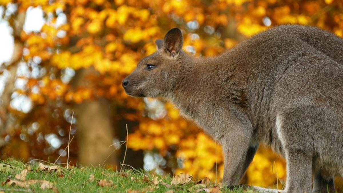 Ein Känguru läuft über eine Wiese, im Hintergrund Bäume.