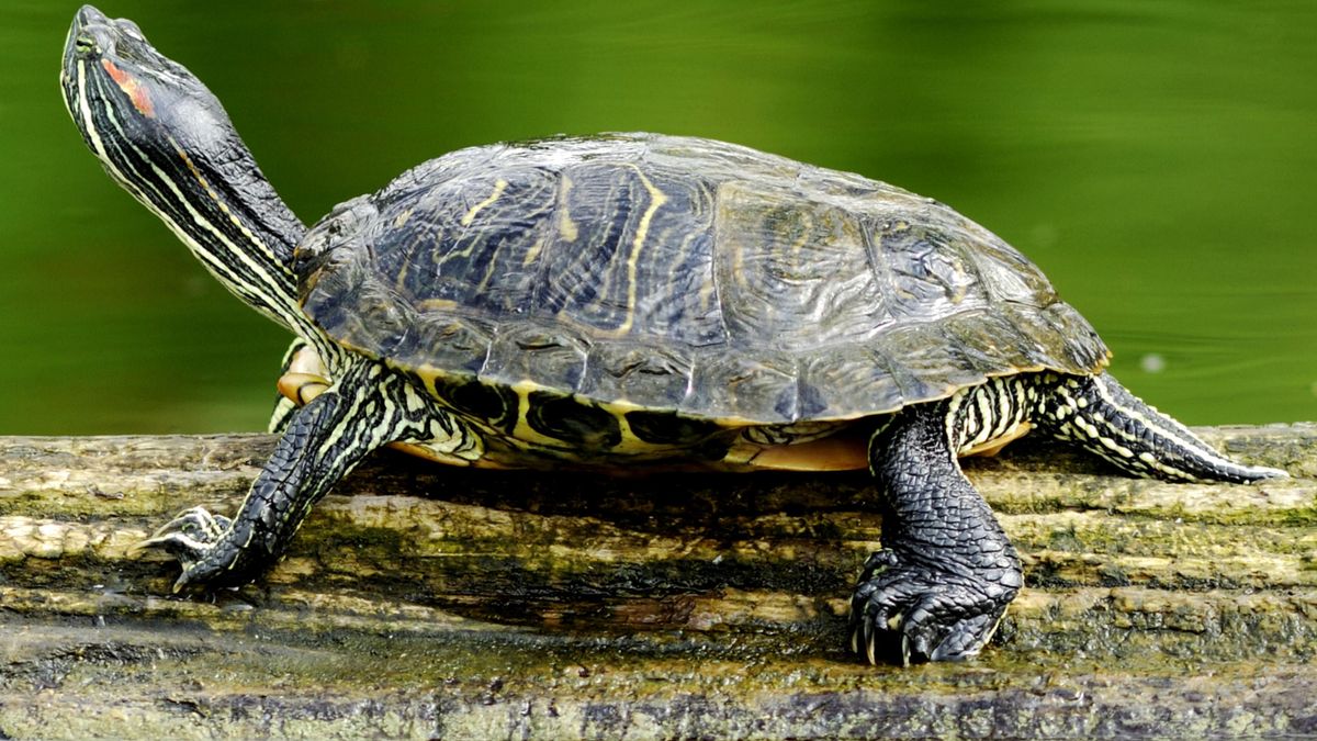 Schildkroete Im Garten - Garten Design Idee Fotos