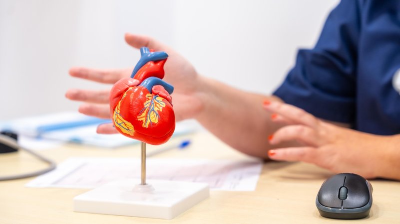 (Symbolbild) Zu sehen ist ein Modell eines Herzen. | Bild: picture alliance / imageBROKER | Unai Huizi (Symbolbild) Zu sehen ist ein Modell eines Herzen.