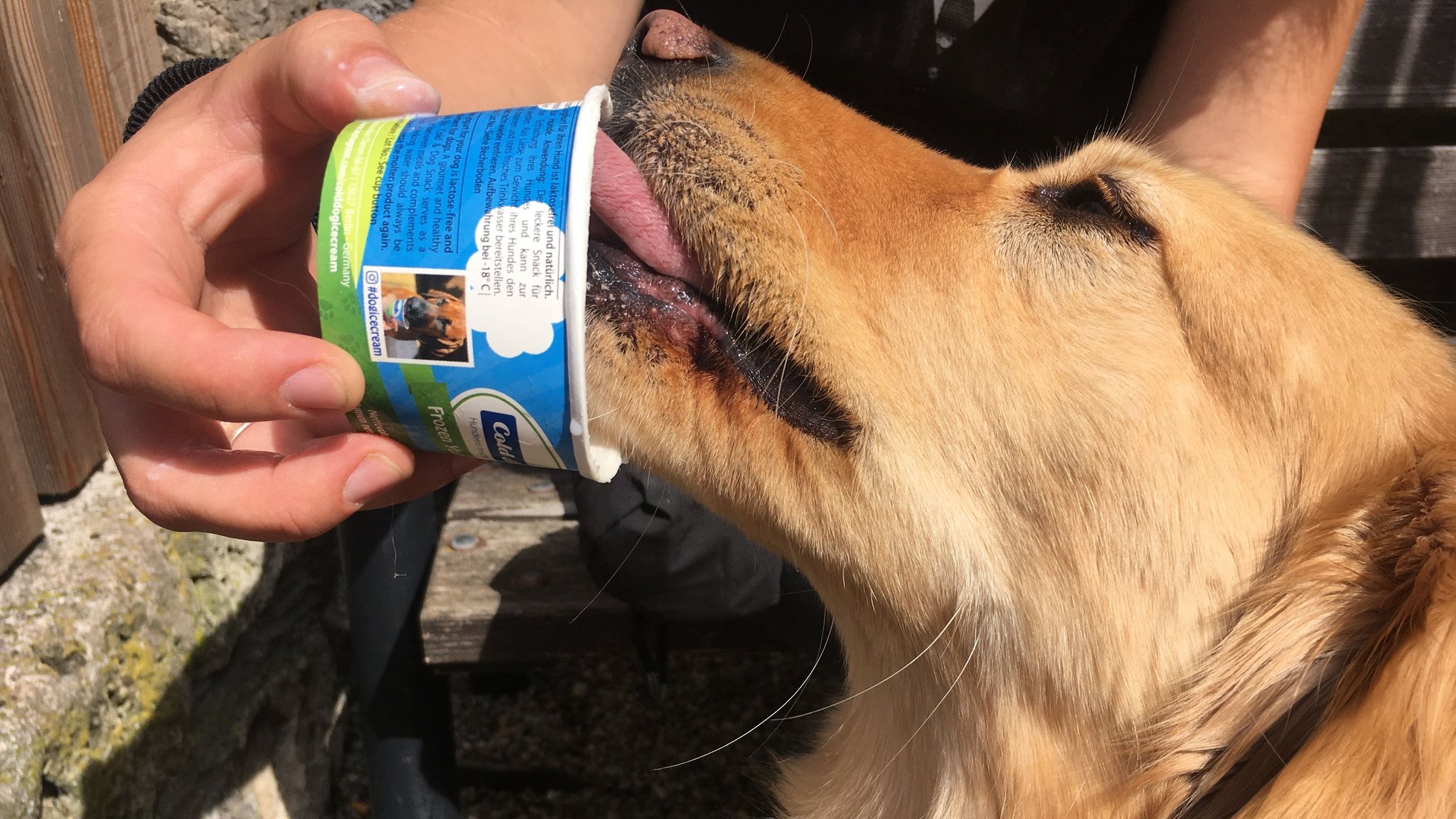 Ein Hund schleckt aus einem Eisbecher. 