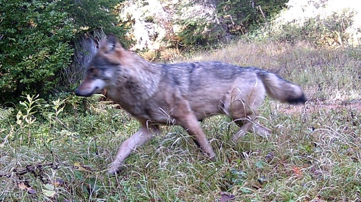 Kontroverse Um Einsamen Wolf Im Oberallgau Br24