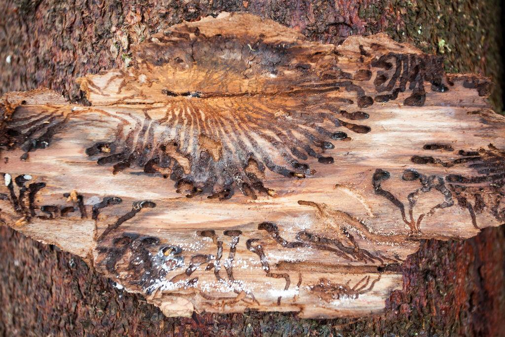 Rinde mit Spuren vom Buchdrucker-Käfer