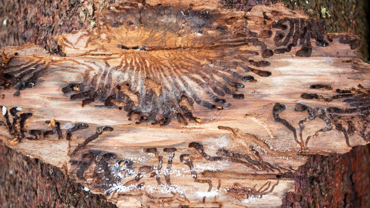 Borkenkäfer: Starker Befall in Nationalparkwäldern