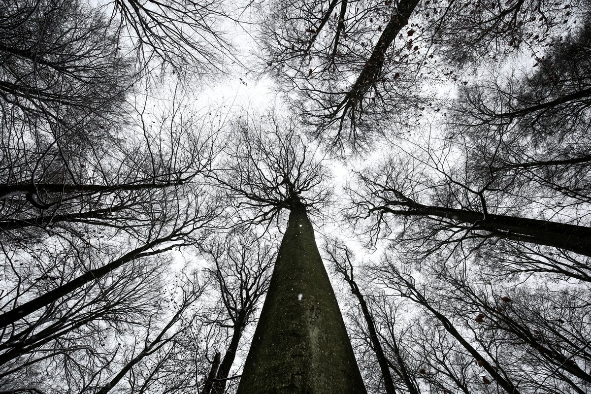 Bund Naturschutz beantragt Schutzgebiet im Steigerwald