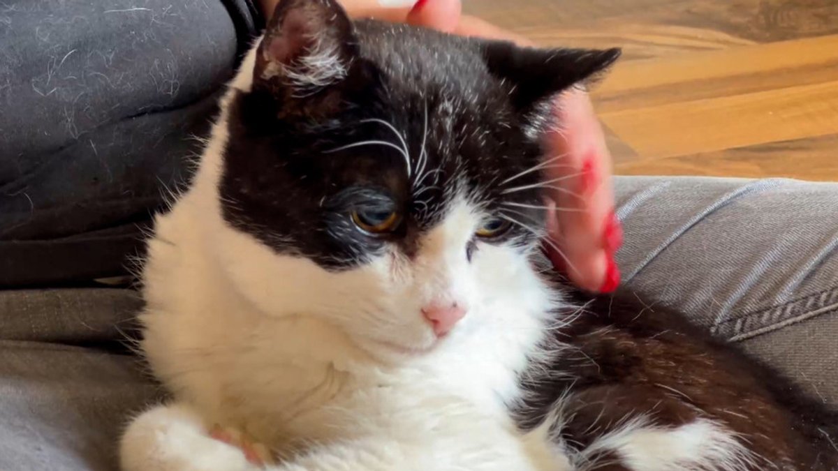 Trauer um "Stupsi": Die wohl älteste Katze der Welt ist tot