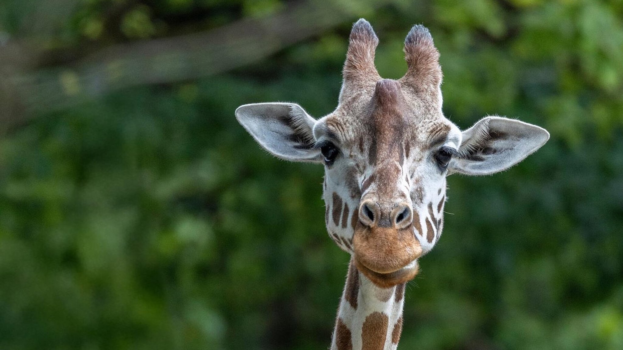Netzgiraffen-Weibchen Bahati.