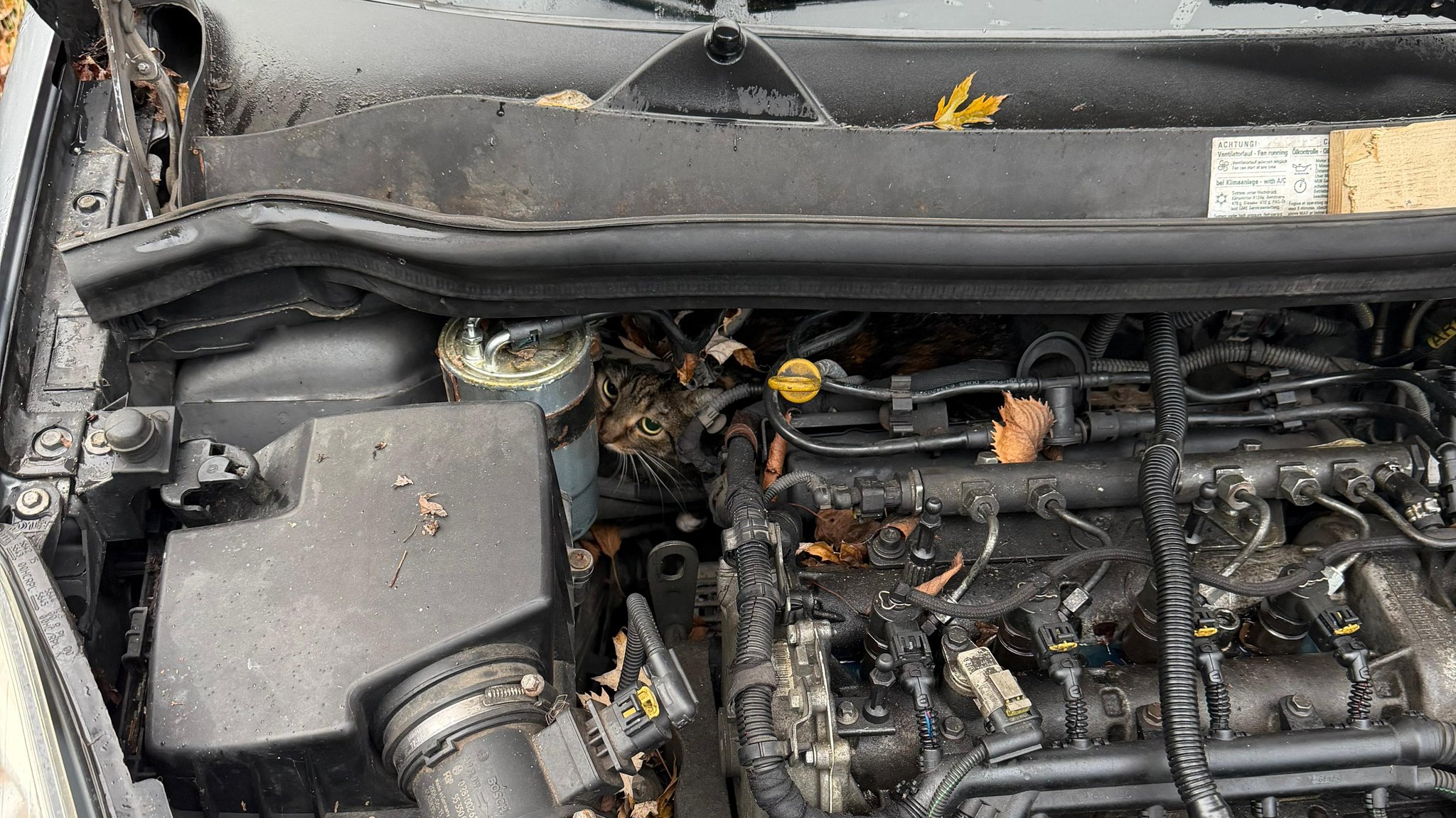 Katze steckt im Motorraum eines Autos fest.