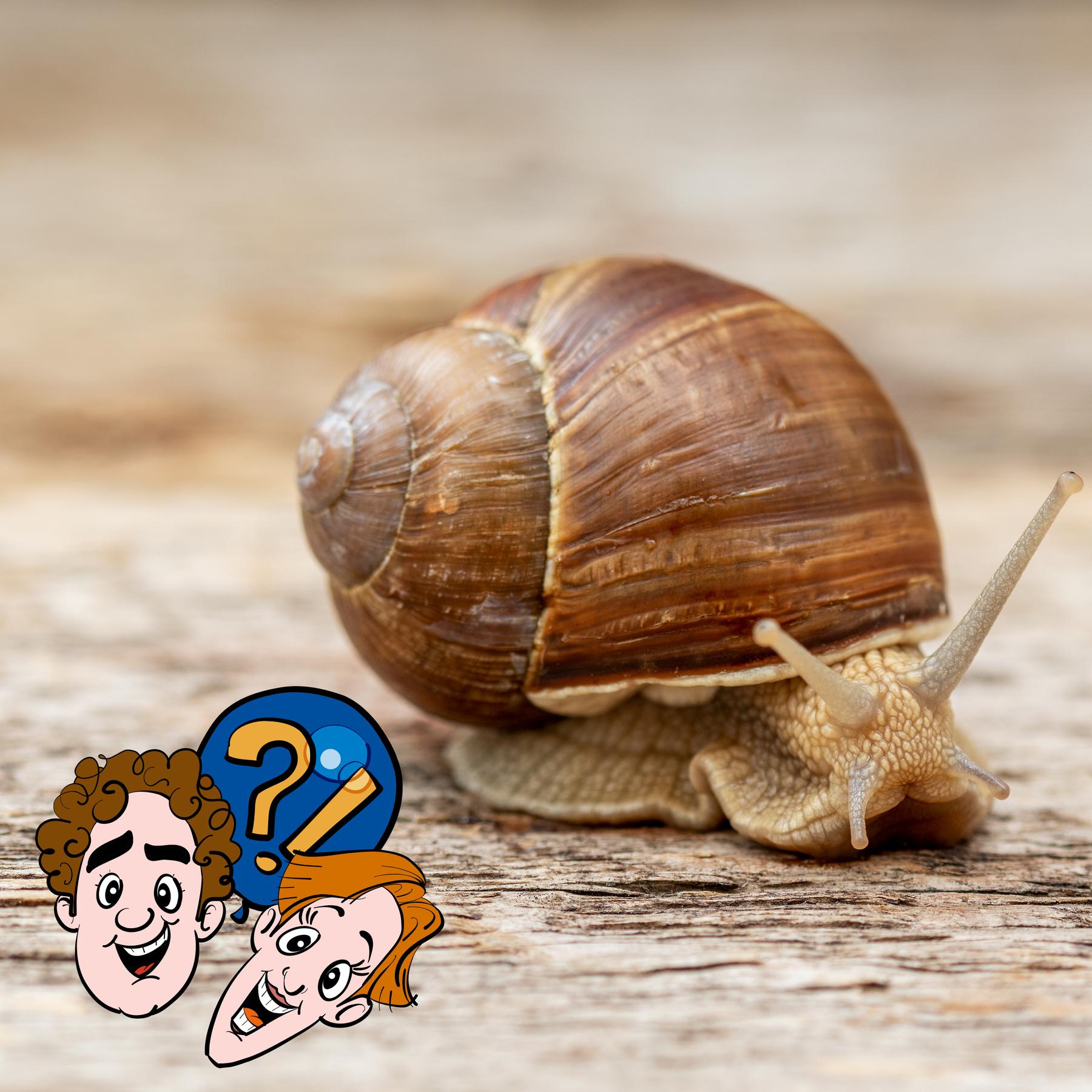 Sind Schnecken mit Haus schneller als ohne Haus? episode artwork