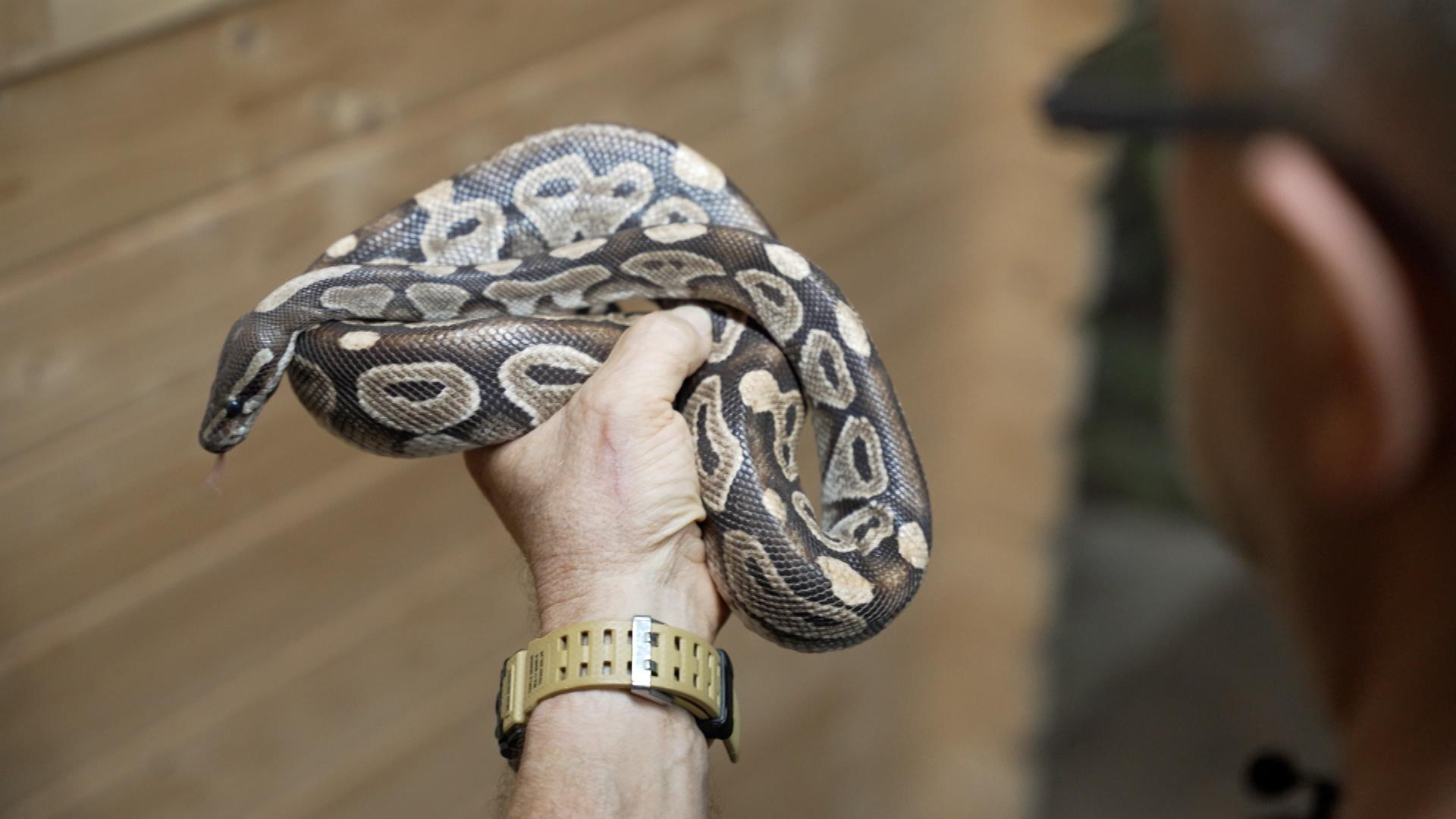 Mann hält Königspython in der linken Hand