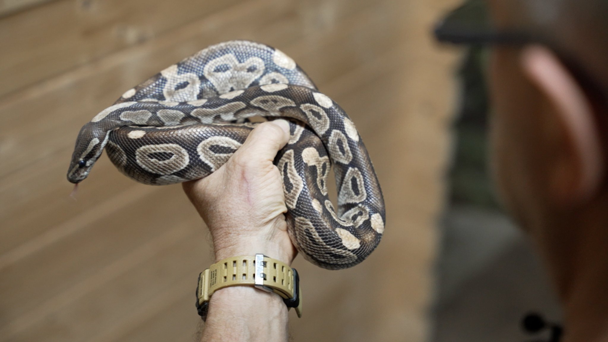 Mindelheimer Königspython bleibt vorerst im Reptilienzoo Füssen