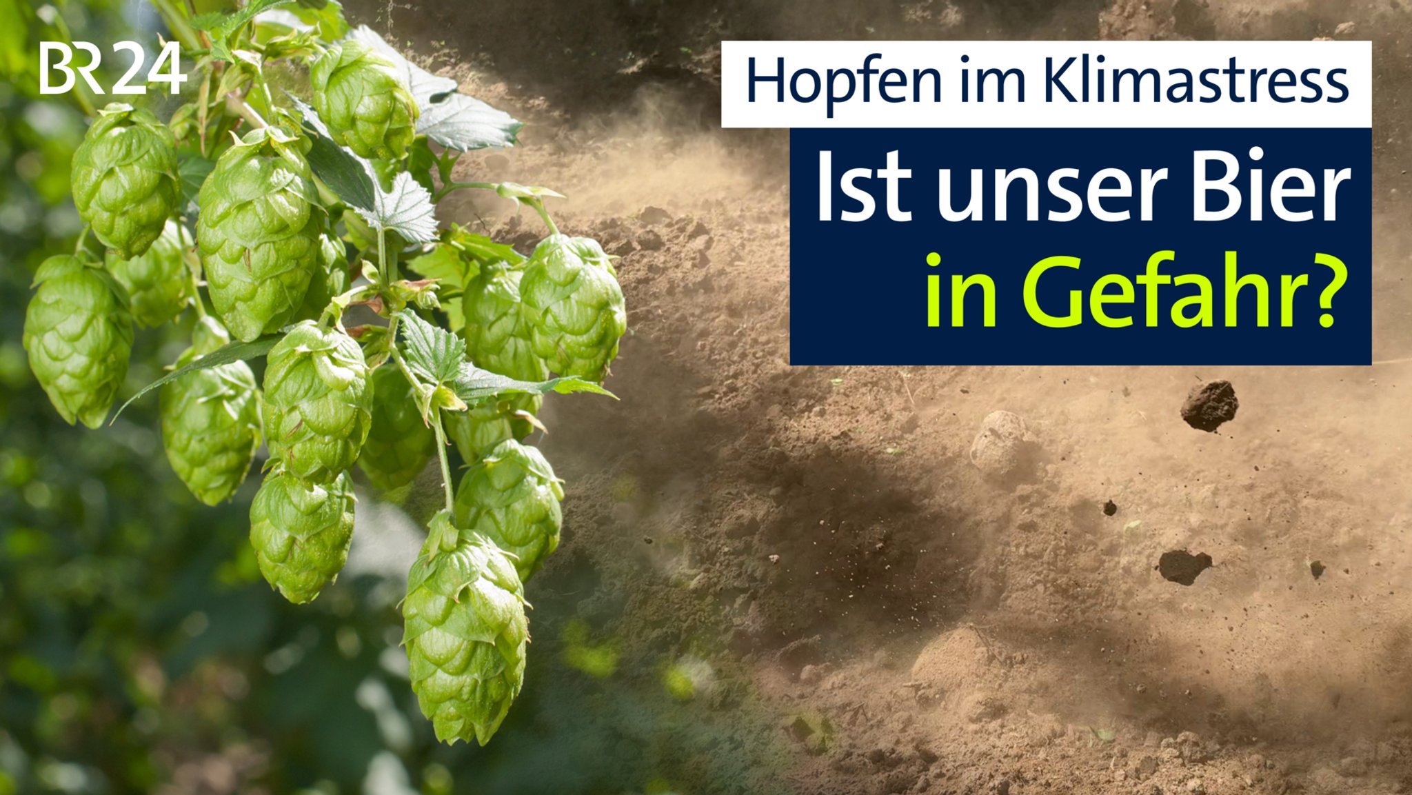 Hopfendolden. | Bild: BR Hopfendolden.
