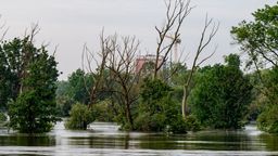 Straubing: Bäume stehen im Hochwasser der Donau (Aufnahmedatum: 05.06.2024) | Bild:Armin Weigel/dpa