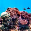 Klima vs Reiseträume: Whale Watching in Kanada, mit schlechtem Gewissen Schnorcheln in Thailand, Dirk Rohrbach und der Pony Express in Nevada | Bild: Oxygen