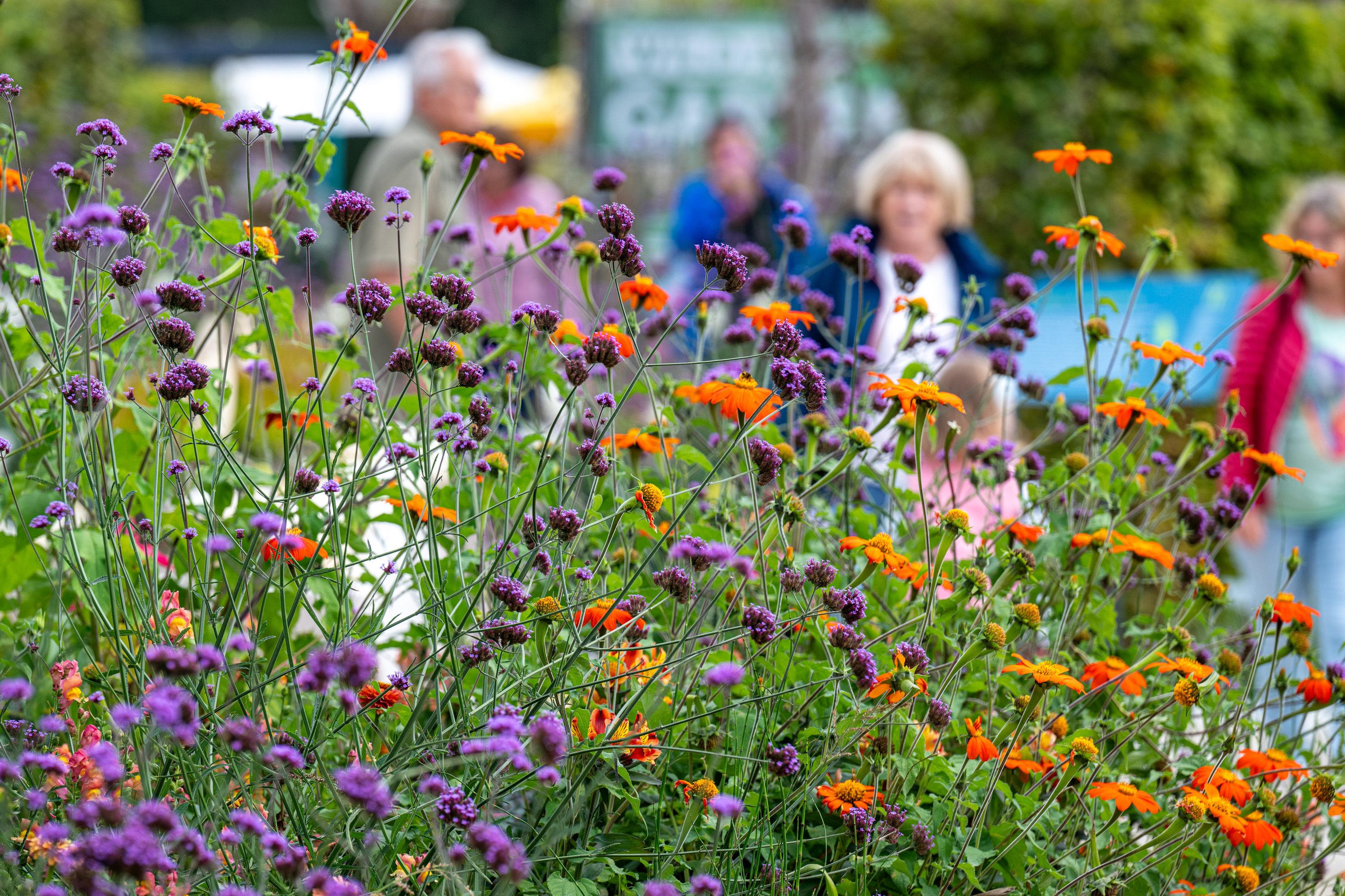 Blumen auf der Landesgartenschau 2023 in Freyung.
