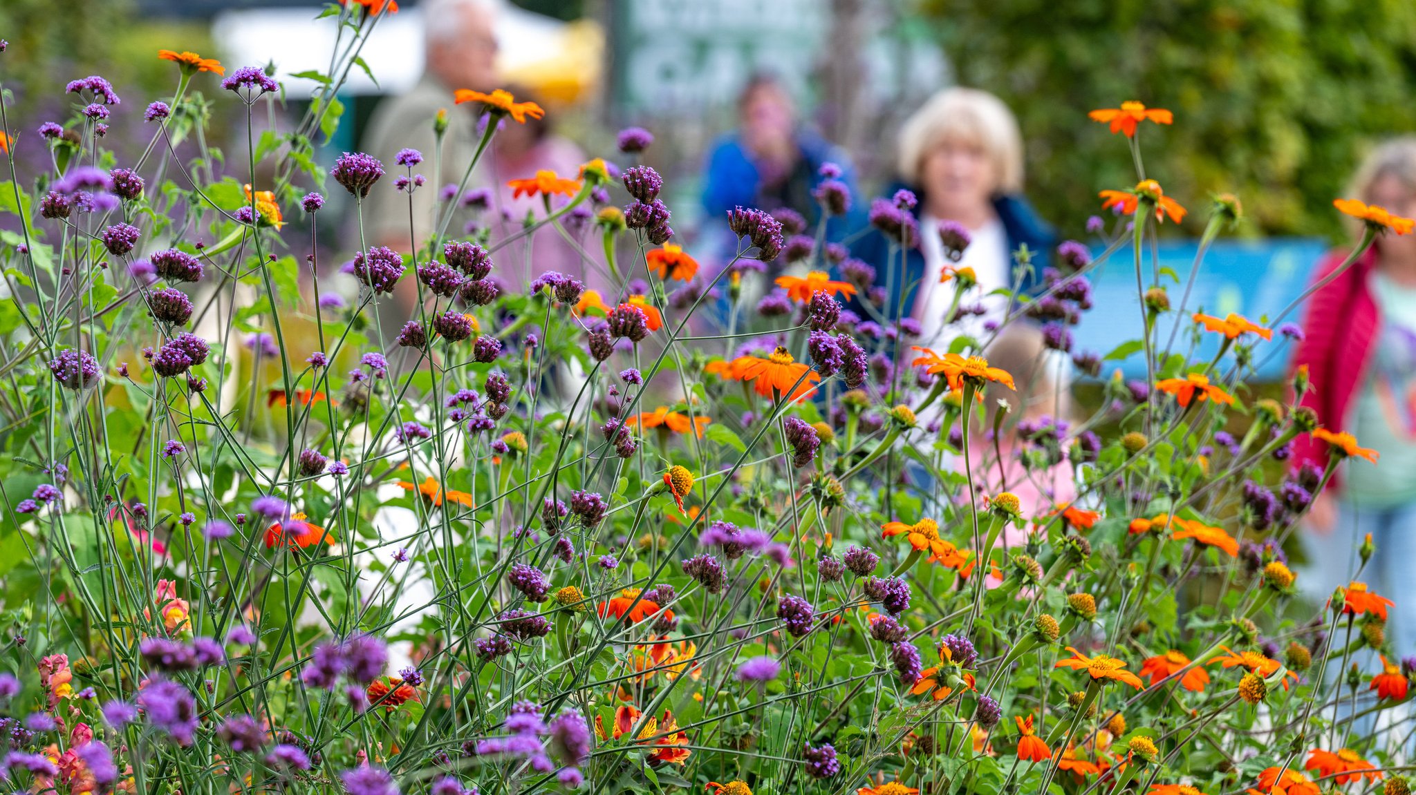 Blumen auf der Landesgartenschau 2023 in Freyung.