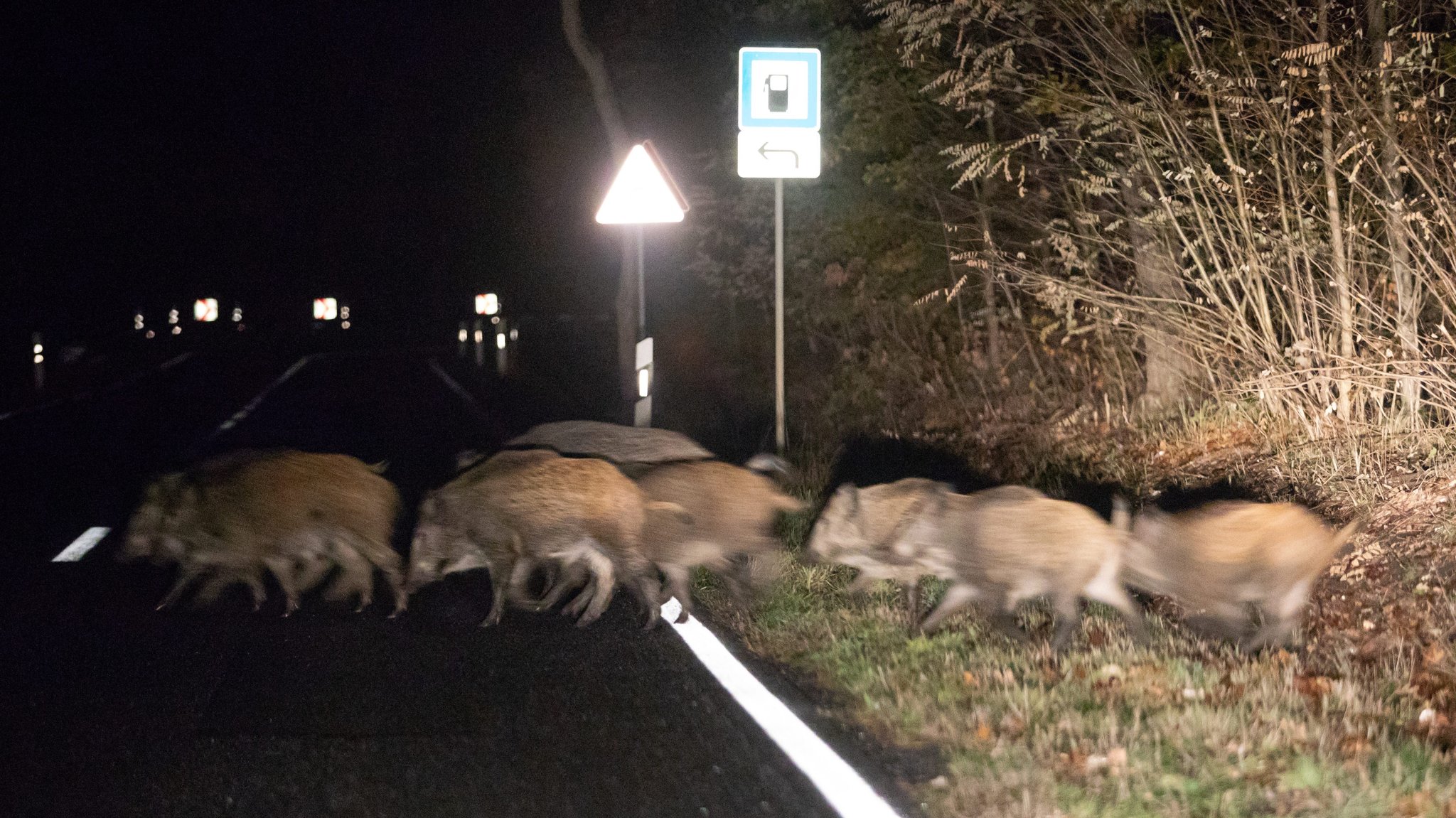 Eine Wildschweinrotte überquert im Scheinwerferlicht eine Landstraße