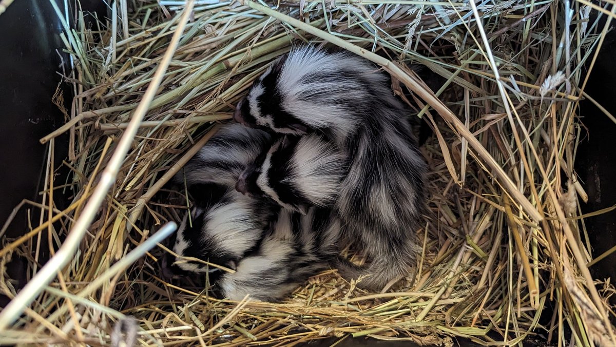 Zusammengekuschelte Streifenwiesel-Jungtiere in einem Strohnest.