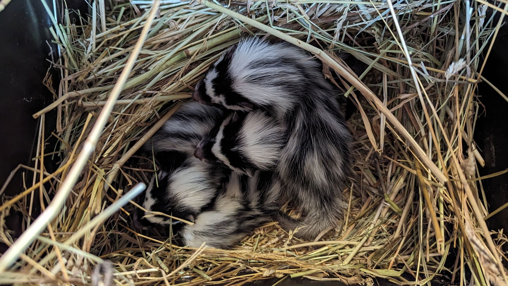 Zusammengekuschelte Streifenwiesel-Jungtiere in einem Strohnest.