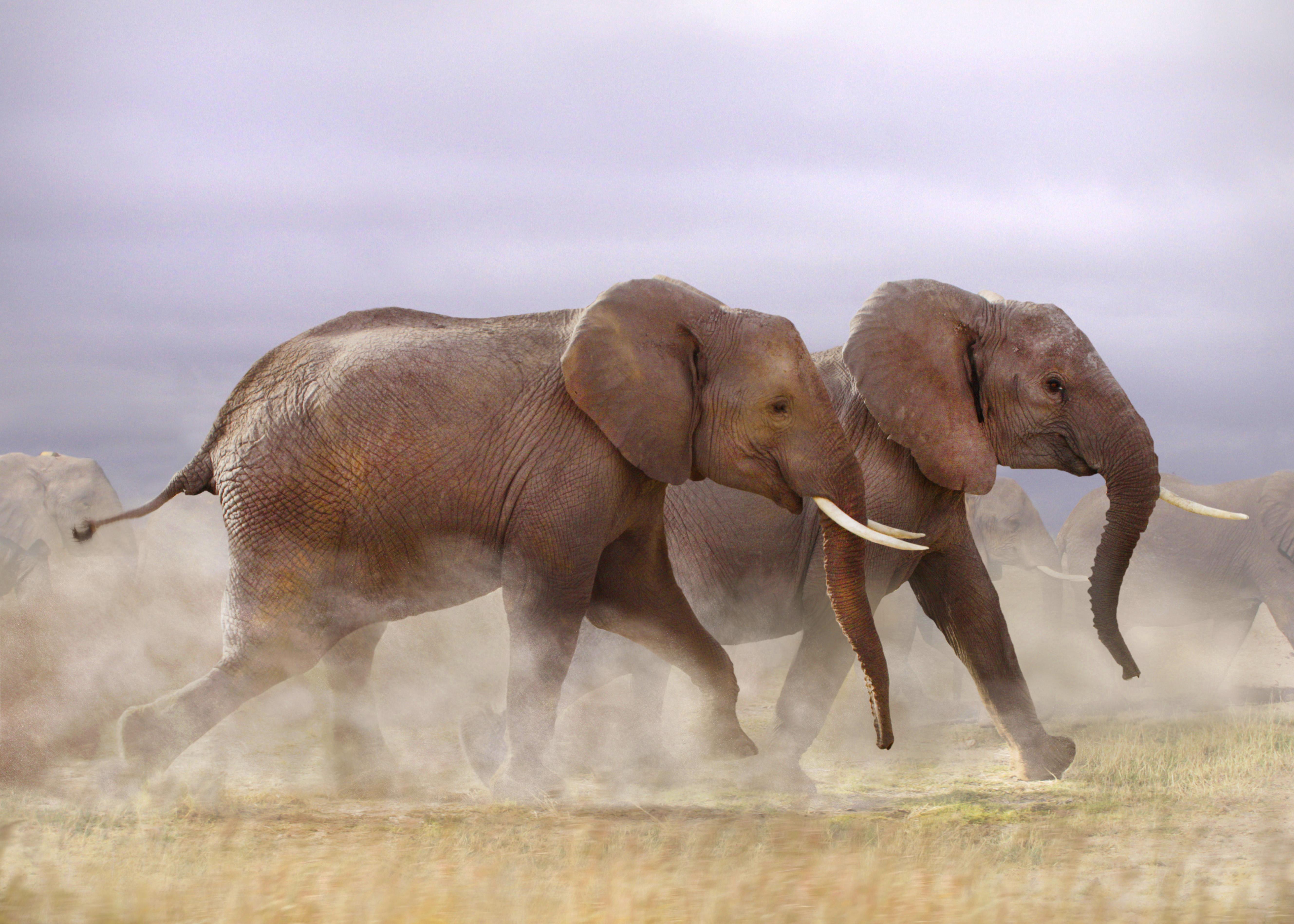 Symbolbild: Flüchtende Elefantenherde