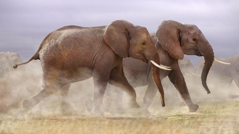 Symbolbild: Flüchtende Elefantenherde