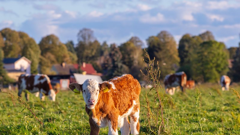 Bio-Landwirtschaft soll für glückliche Kühe sorgen | Bild: picture alliance / Zoonar | Maurice Tricatelle Bio-Landwirtschaft soll für glückliche Kühe sorgen
