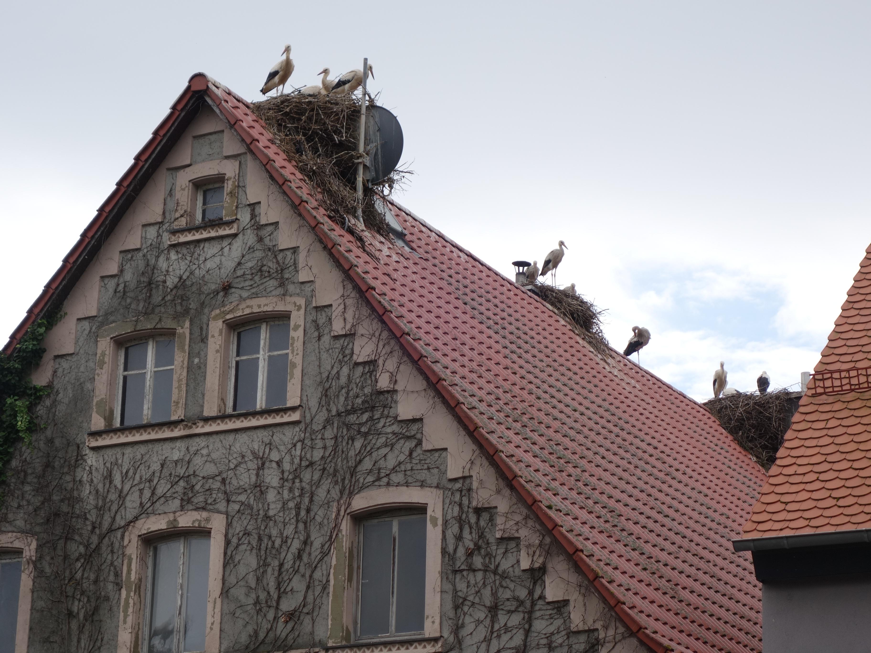 Im kleinen Ort Uehlfeld im Aischgrund leben im Sommer über 250 Störche. Aber die Störche hinterlassen auch viel Dreck und ihre Horste sind bis zu 800 Kilo schwer. Als Bauplatz besonders beliebt ist, neben den Dächern, die Uehlfelder Kirche.