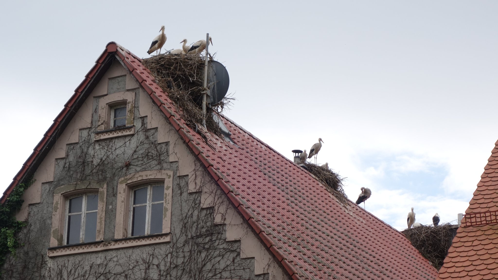 Im kleinen Ort Uehlfeld im Aischgrund leben im Sommer über 250 Störche. Aber die Störche hinterlassen auch viel Dreck und ihre Horste sind bis zu 800 Kilo schwer. Als Bauplatz besonders beliebt ist, neben den Dächern, die Uehlfelder Kirche.