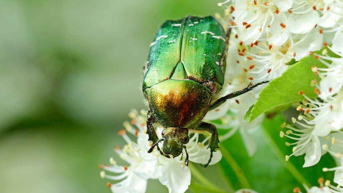 Das ist der Goldglänzende Rosenkäfer (Cetonia aurata). Er besitzt einen goldgrün-metallisch schillernden kräftigen Halsschild. Er wird manchmal mit dem Großen Puppenräuber verwechselt. Der Puppenräuber besitzt jedoch einen dunklen, schmalen, querovalen Halsschild und eine "Wespentaille".