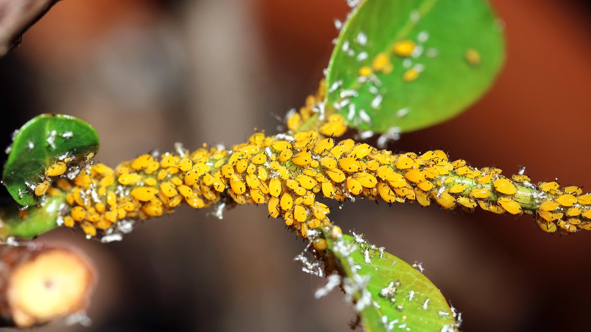 Gelbe Blattläuse auf einem Pflanzenstängel