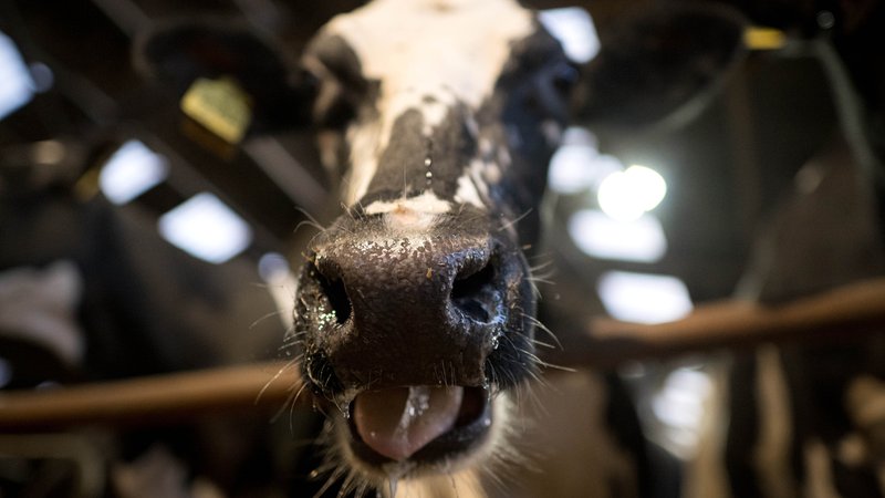 Symbolbild: Kuh im Stall | Bild: picture alliance/dpa | Sina Schuldt Symbolbild: Kuh im Stall