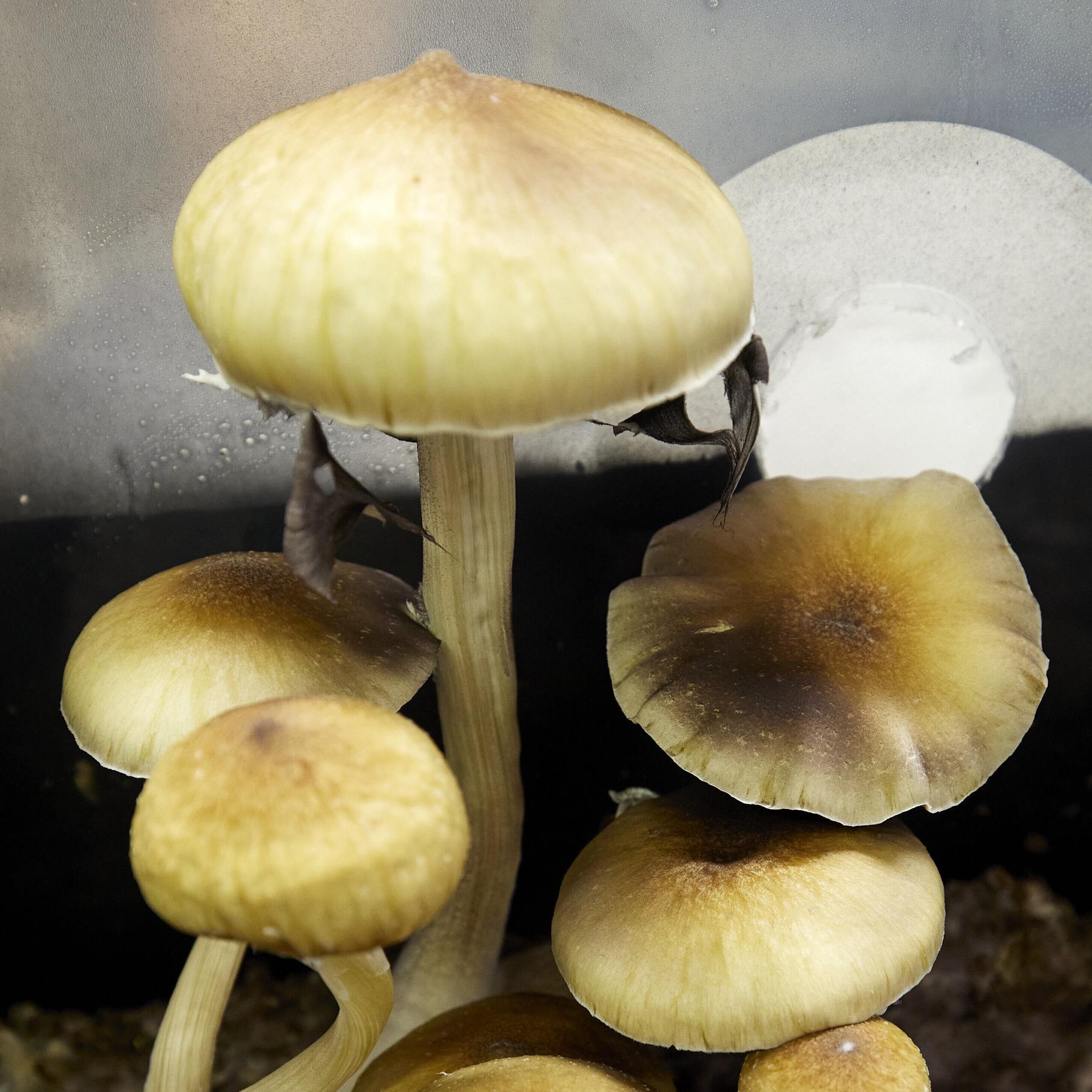 Psilocybin gegen Depression - „Magic Mushrooms“ und seelische Gesundheit