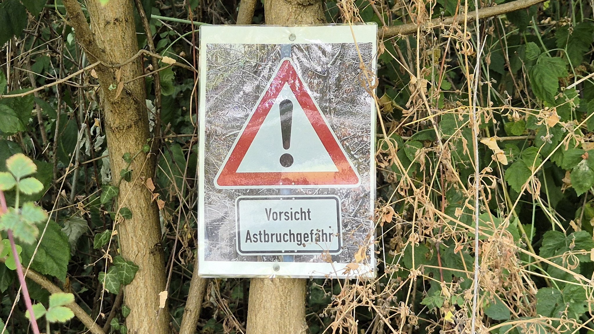 Astbruch: Wo und warum aktuell im Wald Vorsicht geboten ist