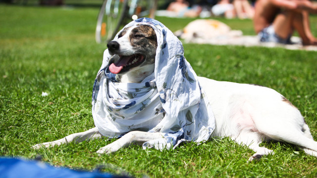 Ein Hund mit einem Tuch als Hitzeschutz auf dem Kopf
