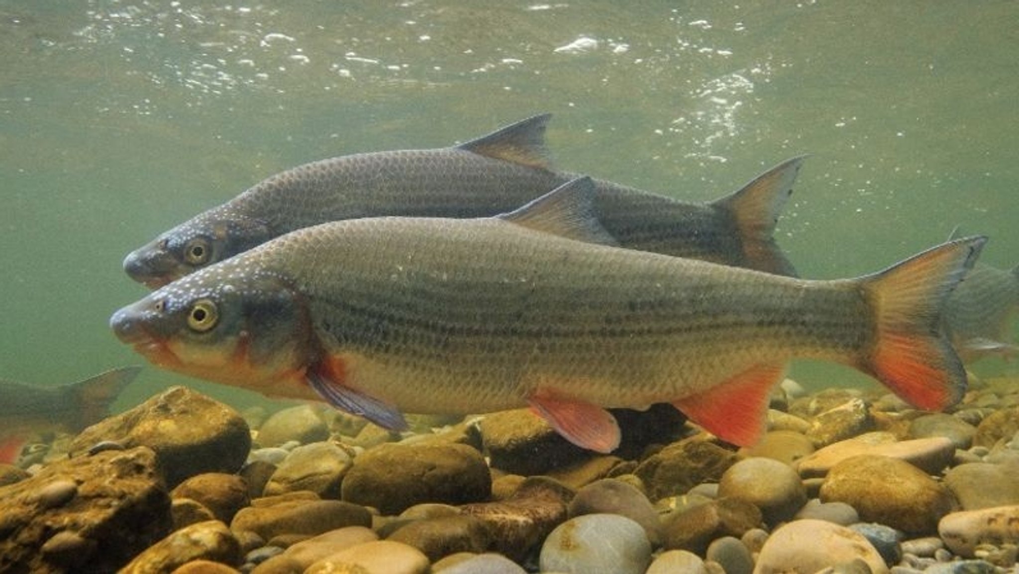 Gefährdete Fischart: Die Nase ist Fisch des Jahres 2020