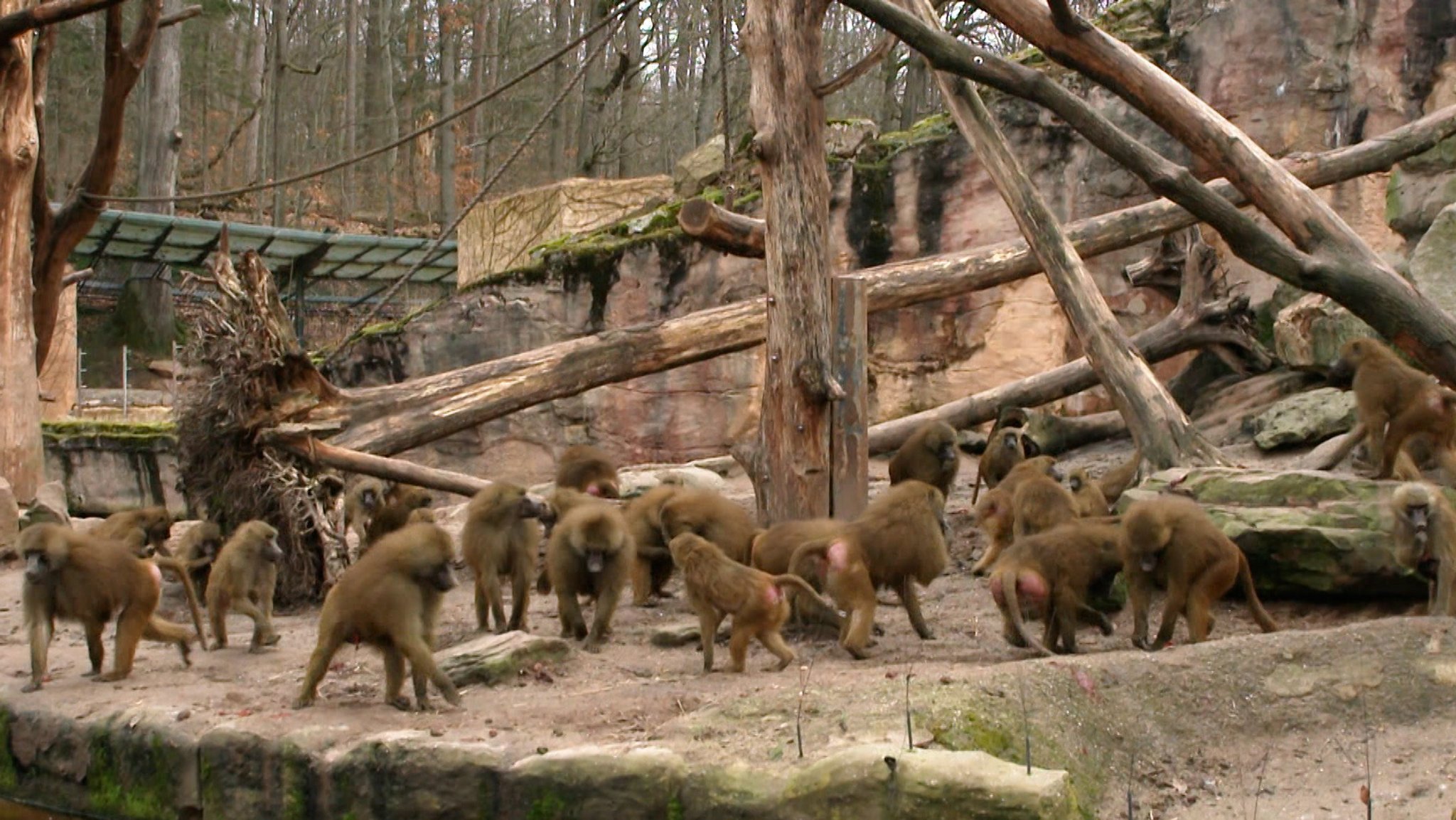 Große Gruppe von Pavianen in einem Zoo