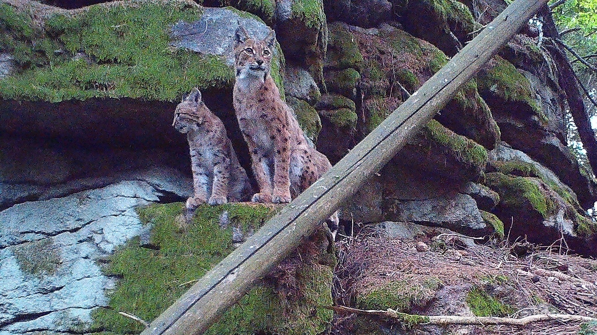 Junge Wildkatzen - Luchse - auf Felsen in einem Waldgebiet