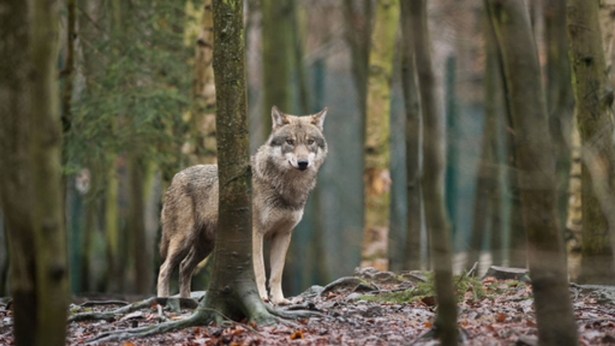 Wolf steht im Wald